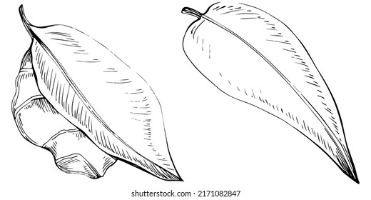 Vector de jengibre planta aislada con hojas. Ilustración de estilo con grabado de hierbas. Esbozo detallado del producto orgánico.El mejor para el diseño logotipo, menú, etiqueta, icono, sello.