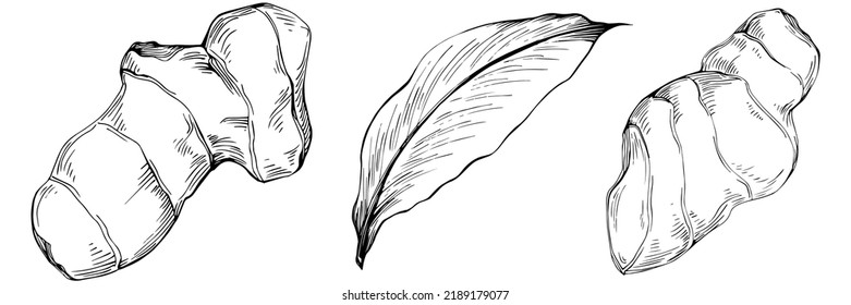 Ginger vector isolated plant with leaves. Herbal engraved style illustration. Detailed organic product sketch.The best for design logo, menu, label, icon, stamp.