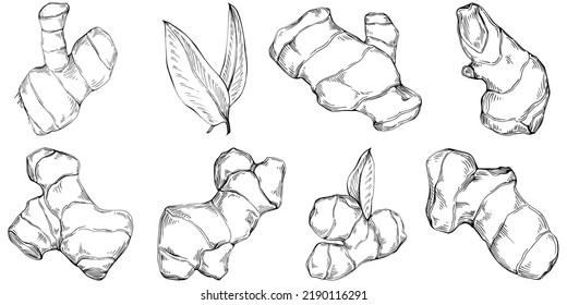 Ginger vector isolated plant with leaves. Herbal engraved style illustration. Detailed organic product sketch.The best for design logo, menu, label, icon, stamp.