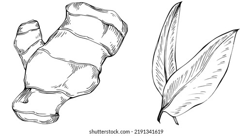 Vector de jengibre planta aislada con hojas. Ilustración de estilo con grabado de hierbas. Esbozo detallado del producto orgánico.El mejor para el diseño logotipo, menú, etiqueta, icono, sello.
