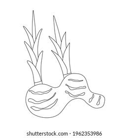 Ginger vector outline icon. Vector illustration root on white background. Isolated outline illustration icon of ginger .