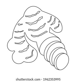 Ginger vector outline icon. Vector illustration root on white background. Isolated outline illustration icon of ginger .