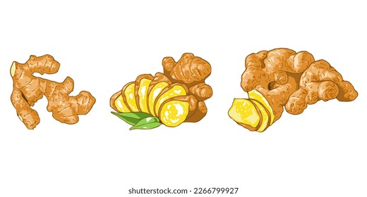 Ginger vector set collection graphic clipart design