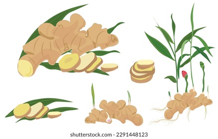 Ginger vector set illustration isolated on white background. Ginger flat vector in cartoon style. Ginger set: slices, plant, root, sprouts, flower, leaf, whole ginger plant.