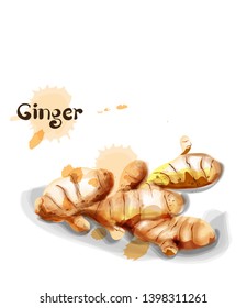 Ginger Vector watercolor. delicious icon vegetable template
