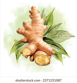 Ginger watercolor illustration with green leaves and watercolor stain at back