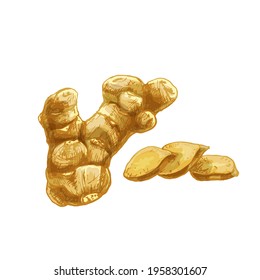 Ginger whole root and slice. Vintage vector hatching color hand drawn illustration isolated on white background