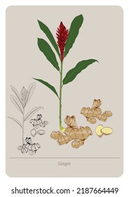 Ginger (Zingiber Officinale) Plant And Flower. Vector Flat Illustration.