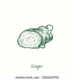 Ginger (Zingiber officinale) root cut slice.  Ink black and white doodle drawing in woodcut style