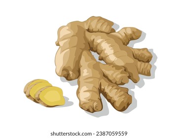 Ginger (Zingiber Officinale) vector illustration isolated, eps