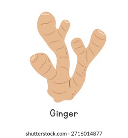 Ginger (Zingiber officinale) Vector Illustration. Ginger or Zingiber officinale Cartoon Clipart, Vegetable in Flat Style. Also called Adrak or Inji. Root Vegetable Concept Vector Design