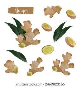 Ginger,Sliced ginger, root and leaves design Elements, watercolour style vector illustration.
