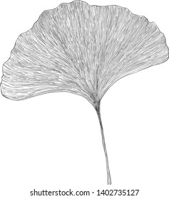 Gingko biloba leaf black and white engraving illustration