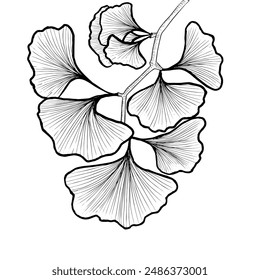 Gingko branch isolated, line art, sketch, black and white colors.