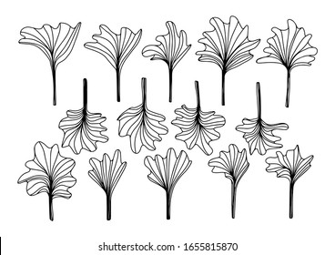 Gingko or Ginkgo biloba leaf. Set floral leaves flowers in doodle style isolated on white background. Vector outline illustration. Spring decor. Set with floral exotic leaves for your design.Japanese.