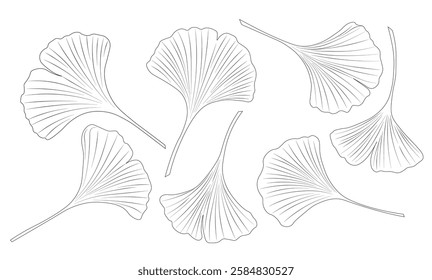 gingko leaf. biloba flower. Vector Stock Illustration. Isolated on white background. Doodle. 