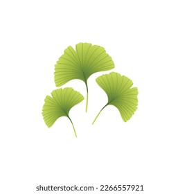 Gingo biloma leaves, commonly known as ginkgo or gingko, maidenhair tree. 
Vector illustration isolated on white background. For template label, packing, web, menu, logo, textile, icon