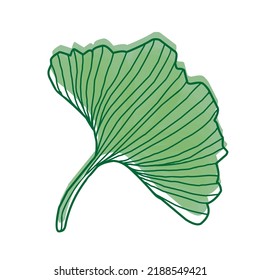 Gingo leaves japanes style hand drawn decor, healthy ginkgo biloba leaves isolate on white background