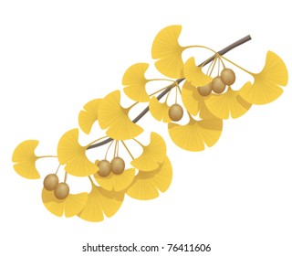 ginkgo