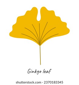Ginkgo autumn leaf. Vector illustration.