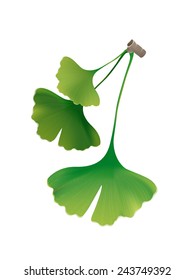 Ginkgo-Biloba