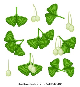 Ginkgo biloba