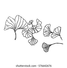 Ginkgo biloba