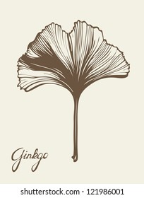 Ginkgo Biloba schönes Blatt, Vektorgrafik