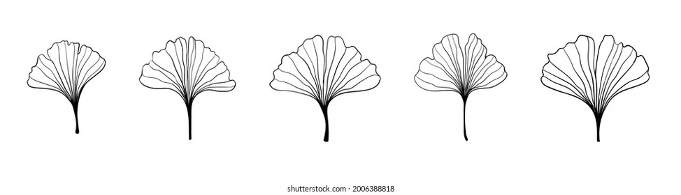 Ginkgo biloba black outline in sketch style. Isolated on white background. Sketch illustration. Abstract art nature . Vector hand drawing Line art