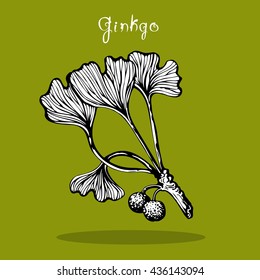 Ginkgo Biloba. Black and white hand drawn sketch of branch of ginkgo at green background. Doodle style botanical card for traditional medicine, gardening or cooking design. Vector illustration.