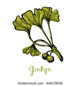 Ginkgo Biloba botanical illustration. Hand drawn branch of plant with title. Sketch for traditional medicine, gardening or cooking design. Vector illustration.
