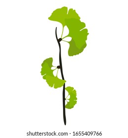 
Ginkgo Biloba Botany Plant twig flat vector illustration isolated on white background.  Green medical leafs. Flora Ayurvedic Medicine Theme. Textile Design.