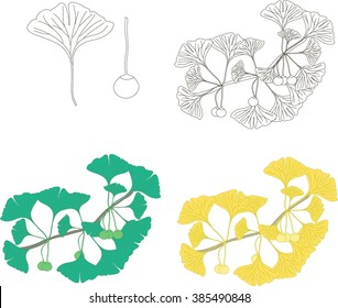 Ginkgo biloba branch with fruits and leaves, black and white, green, yellow. Design element, illustration, clip art, vector