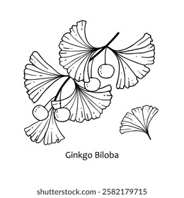 Ginkgo Biloba. A branch with leaves and berries of Ginkgo Biloba. Vector illustration of a medicinal plant with an inscription. Handmade drawing with a black pen isolated on a white background.