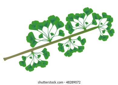 Ginkgo biloba branch with leaves, design elements isolated on white,