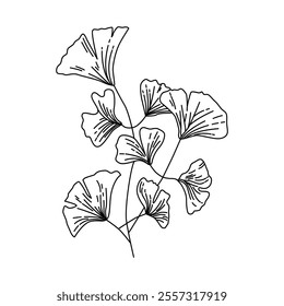 Ginkgo biloba branch with line-art on white backgrounds. Botanical natural element. Hand drawn vector illustration.