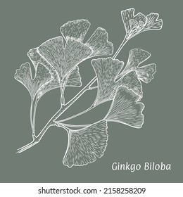 Ginkgo biloba branch plant sketch. Hand drawn with white ink on a green background. Vector.
