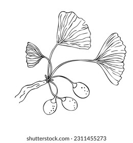 Ginkgo Biloba branch plant sketch graphic isolated vector illustration. Sketch for traditional medicine, gardening or cooking design. Ginkgo biloba tree isolated on white background. 