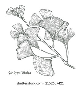 Ginkgo biloba branch sketch. Hand drawing in ink on a white background. Isolated. Vector.