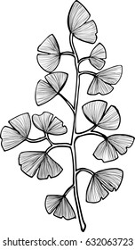 Ginkgo Biloba branch vector clip art