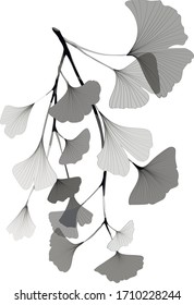 ginkgo biloba branch vector drawing, coloring book, tattoo idea