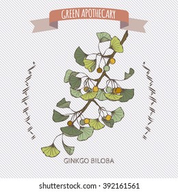 Ginkgo biloba color sketch. Green apothecary series. Great for traditional medicine, gardening or cooking design. 