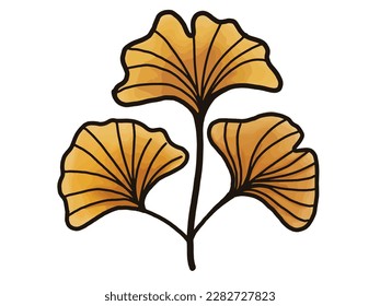 Ginkgo biloba or ginkgo.It commonly used for health.