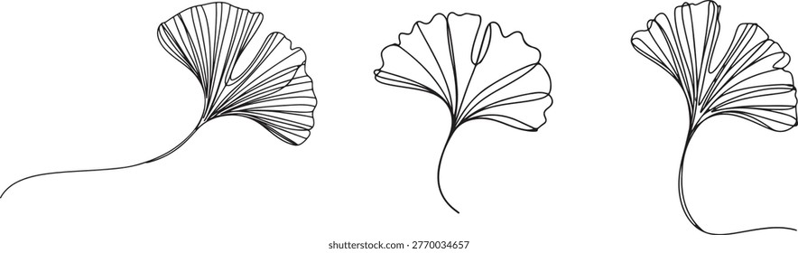 Ginkgo biloba Continuous one line drawing. Abstract botany minimalist poster, Ginkgo flower, Fresh ginkgo biloba green leaf.one line drawing vector illustration

