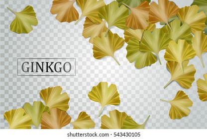 Ginkgo biloba elements, natural yellow leaves isolated on transparent background in 3d illustration