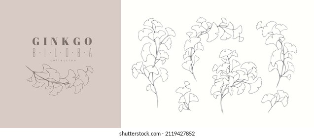 Ginkgo biloba floral logo and branch set. Hand drawn line wedding herb, elegant leaves for invitation save the date card. Botanical