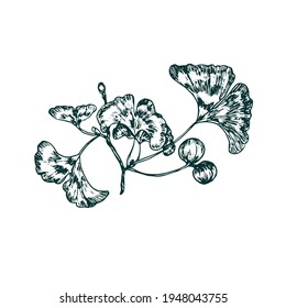 Ginkgo biloba (ginkgo, gingko,maidenhair tree) branch with leaves and fruit-like sarcotesta, gravure style hand drawn vector ink drawing illustration