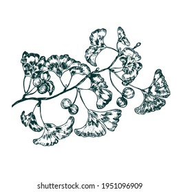 Ginkgo biloba (ginkgo, gingko,maidenhair tree) branch with leaves and fruit-like sarcotesta, gravure style hand drawn vector ink drawing illustration