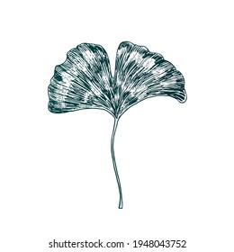 Ginkgo biloba (ginkgo, gingko,maidenhair tree) leaf, gravure style hand drawn vector ink drawing illustration