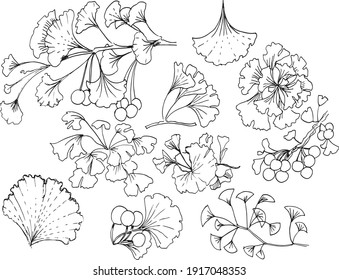 
Ginkgo biloba graphic illustration hand drawn. Medicinal plant nature natural cosmetics. Vector image coloring book for children